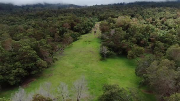 ハワイ州マウイ島 のクーラ森林保護区 森の清掃の空中視差 — ストック動画