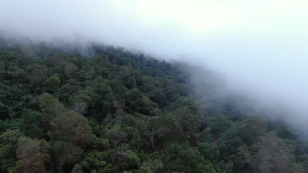 Tra Nuvole Nebbia Bianca Che Ricopre Baldacchino Della Foresta Polipoli — Video Stock