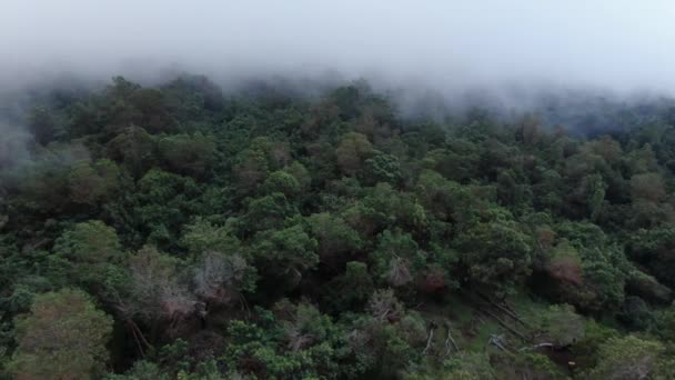 ポリポリ春の州のレクリエーションエリア 涼しい海岸霧に浸かる鬱蒼としたジャングルの森のキャノピーの空中視差ビュー — ストック動画