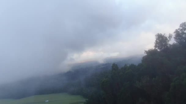 Aerial Fog Rolling Forested Mountain Greenery Polipoli State Park Maui — Stock Video