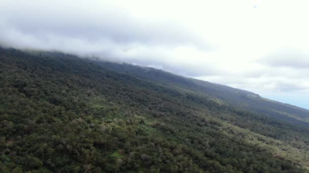 ハワイ州ハレアカラの斜面を登るマウイ島のクーラ森林保護区 — ストック動画