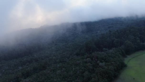 Upcountry Maui Havaí Tiro Estático Linha Floresta Polipoli Coberto Nuvens — Vídeo de Stock