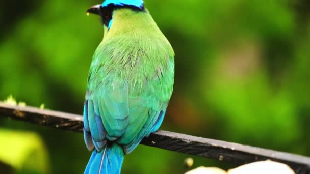 Anden Motte Momotus Aequatorialis Tropischer Farbenfroher Vogel Barranquero Andino Passerine — Stockvideo