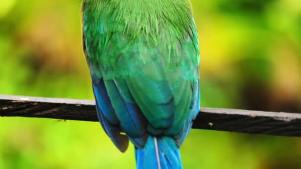 Andisk Motmot Momotus Aequatorialis Tropisk Färgstark Fågel Barranquero Andino Passerine — Stockvideo