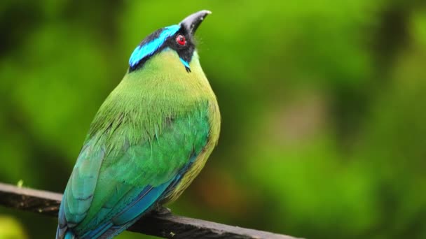 Anden Motte Momotus Aequatorialis Barranquero Andino Farbenfroher Vogel Der Nähe — Stockvideo