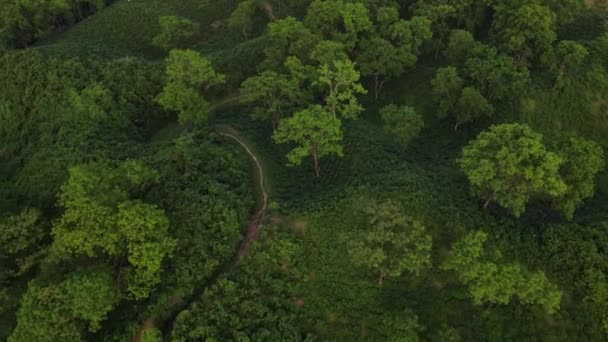 Вид Висоти Пташиного Польоту Чайний Маєток Дощовий Ліс Сильхеті Бангладеш — стокове відео