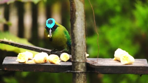Close Motmot Andino Detalhado Momotus Aequatorialis Pássaro Colorido Tropical Barranquero — Vídeo de Stock