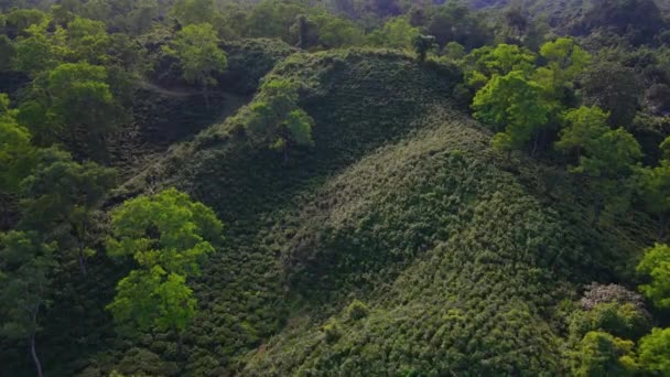 Scenic Aerial Drone View Flying Tea Garden Sylhet Bangladesh Forward — Stock Video