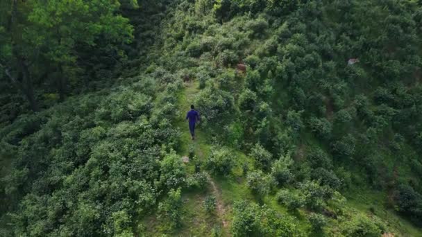 Erstaunliche Luftaufnahme Des Menschen Fuß Riesigen Tee Siedlung Durch Tropischen — Stockvideo