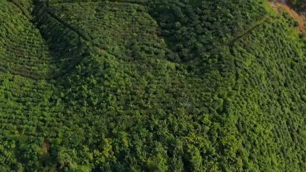 Unglaubliche Luftaufnahme Der Riesigen Teegarten Plantage Sylhet Die Vorwärts Fliegt — Stockvideo