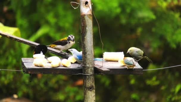 Grupo Aves Tropicais Coloridas Andes Colombianos Comendo Banana Floresta Tropical — Vídeo de Stock