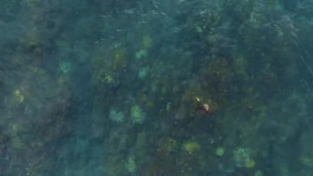 Grön Havssköldpadda Dyker Ner För Att Äta Från Ett Frodigt — Stockvideo