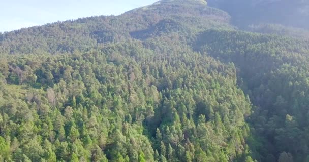 Тропический Лес Склонах Горы Сумбинг Индонезия Видео Джунгли — стоковое видео
