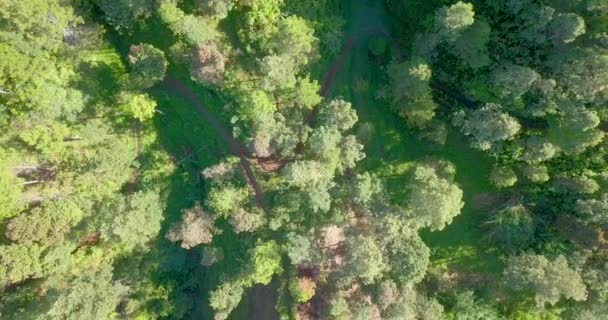 Zdjęcie Drona Gęstego Lasu Zboczach Sumbing Mountain Indonezja — Wideo stockowe