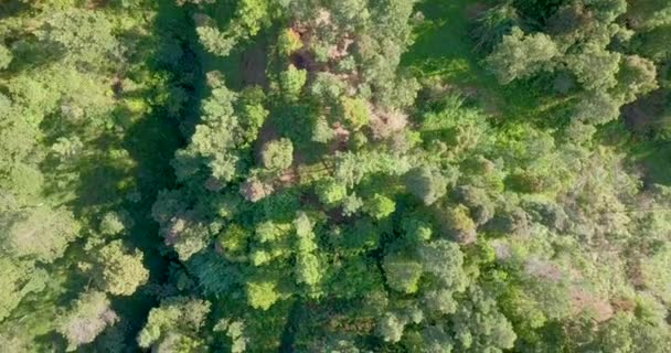 Overhead Drone Video Dense Tropical Rain Forest Trees Slope Mountain — Stock Video