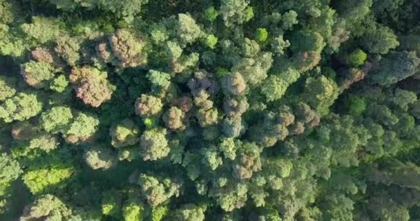 Top Drone Video Dicht Van Tropische Regenwouden Bomen Regenwoud Ecosysteem — Stockvideo