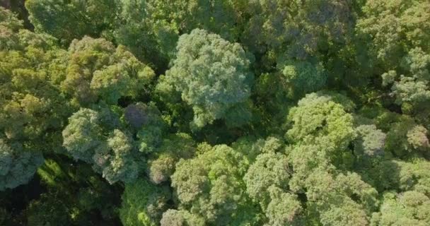 위에는 인도네시아의 지역에 우림의 꼭대기에 나무가 그려져 강우림 태계와 바람에 — 비디오