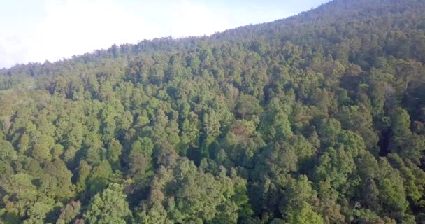 熱帯雨林の木々が生い茂る山の空中映像斜面 熱帯雨林生態系と国立公園 インドネシア — ストック動画