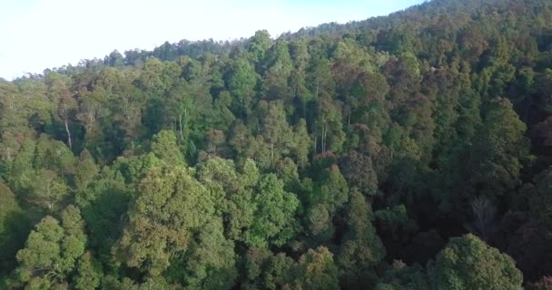 Sobrevoo Aéreo Árvores Florestais Profundas Floresta Crescendo Montanha Ásia Durante — Vídeo de Stock