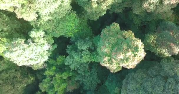 Vzdušný Vrchol Hustého Lesa Svahy Sumbing Mountain Indonésie — Stock video