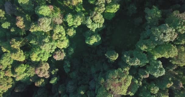 Vidéo Drone Aérien Sommet Arbres Tropicaux Denses Forêt Tropicale Humide — Video