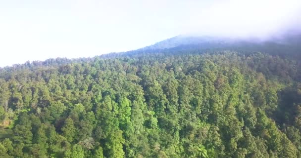 Ripresa Aerea Fitta Foresta Evocare Montagna Vegetazione Nella Giungla — Video Stock
