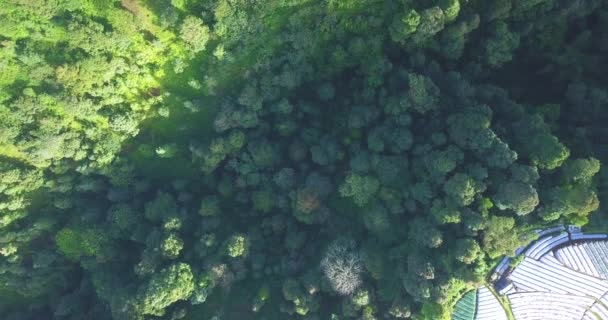 Overhead Drone Video Pohon Tropis Lebat Hutan Hujan Dan Perkebunan — Stok Video