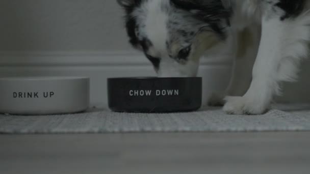 一只狗从一个碗里走出来吃东西 碗上写着 4K60 Fps — 图库视频影像