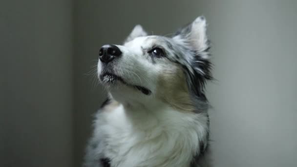 Primer Plano Hermoso Perro Con Retrato Estilo Tiro Estático 60Fps — Vídeo de stock