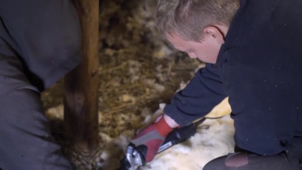 采集者和另外两名农民用电动工具在长时间的冲击下剪羊毛 — 图库视频影像