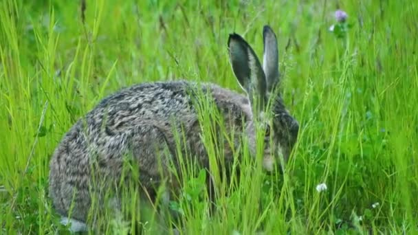 芝生の上で空腹のウサギのウサギを食べる草のクローズアップ — ストック動画