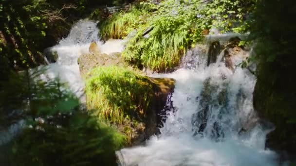 Feche Pequena Cachoeira Uma Floresta Com Musgo Grama Redor Agulhas — Vídeo de Stock