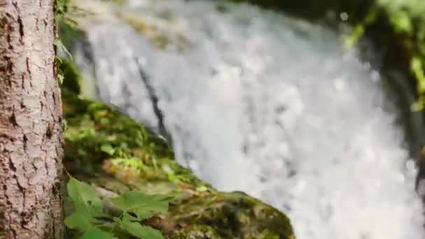Zavřít Malý Vodopád Lese Mechem Trávou Kolem Kmen Stromu Popředí — Stock video