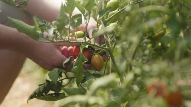 Piękne Zbliżenie Rolników Zbieranie Zbieranie Dojrzałych Czerwonych Pomidorów Rośliny Słoneczny — Wideo stockowe
