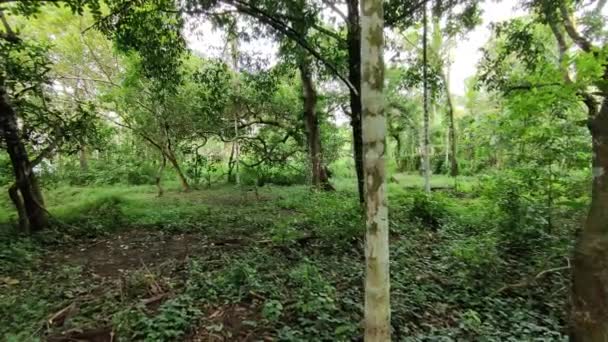Μουσώνας Του Δάσους Στην Κεράλα Wideshot — Αρχείο Βίντεο