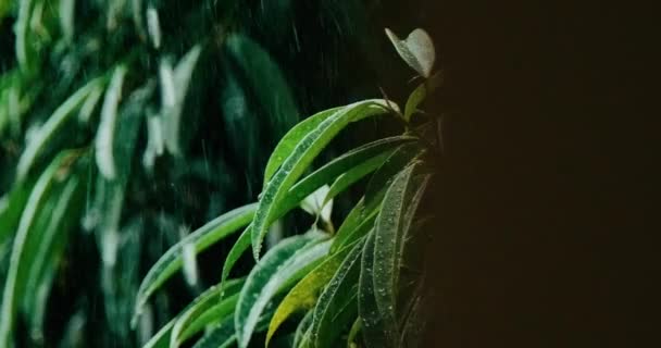 Powolne Ujawnianie Kropel Deszczu Uderzających Liście Roślin Pochmurny Dzień Zwolnionym — Wideo stockowe