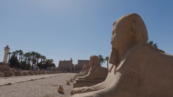 Avenue Sphinxes Bekannt Als Rams Road Mit Sphinxen Und Widderkopf — Stockvideo