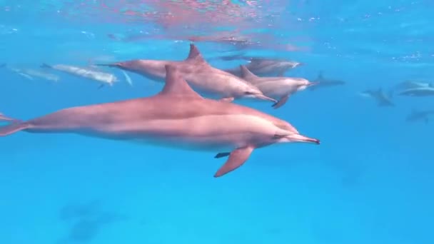 Swarm Red Sea Dolphins Swimming Water Surface Scuba Diver Filming — Stock Video