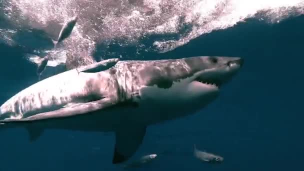Gran Tiburón Blanco Siguiendo Cebo Justo Debajo Superficie Del Océano — Vídeos de Stock