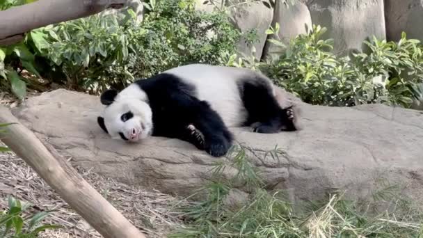 Lusta Óriás Panda Ailuropoda Melanoleuca Oldalt Alszik Délutáni Szunyókálás Egy — Stock videók