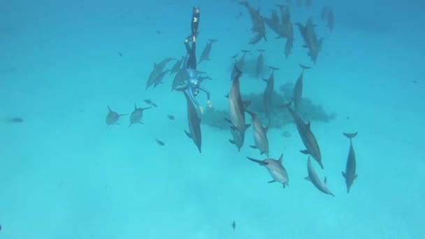 Šnorchlování Hraní Točení Delfíny — Stock video