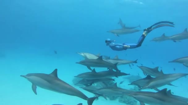 带着一群瓶鼻海豚在海里游来游去的潜水员 — 图库视频影像