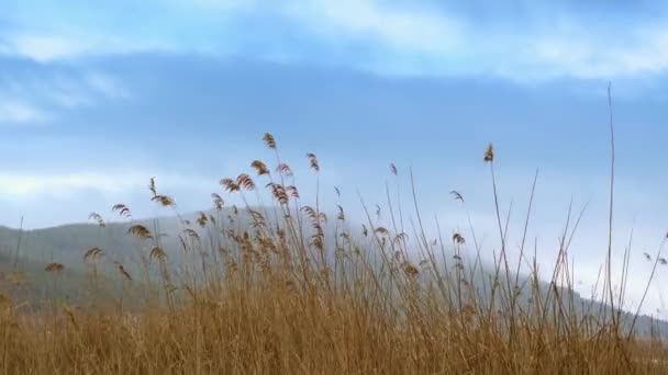 Krajobraz Złota Trawa Dojrzewająca Bliska Promienie Słońca Naturalne Pole Wiatrowa — Wideo stockowe