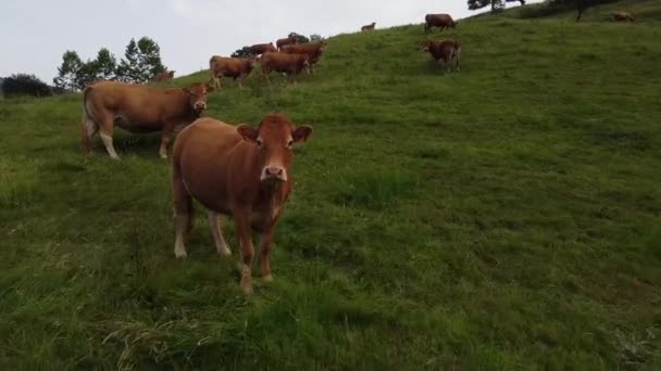 Vacas Mirando Como Vuela Pájaro — Vídeo de stock