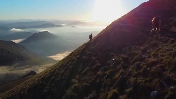 Drone Flight Sea Clouds Horses Grazing Eating Top Mountain Sunrise — Vídeos de Stock