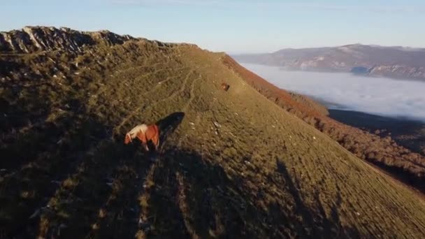 Lot Dronem Nad Morzem Chmur Konie Pasące Się Jedzące Szczycie — Wideo stockowe