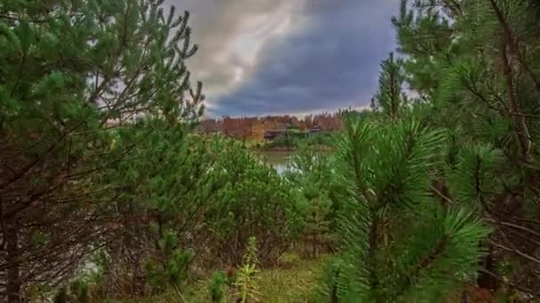 Postřílel Větve Mladých Zelených Jedlových Lesů Podél Jezera Zamračený Den — Stock video