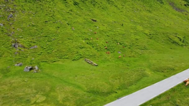 Αγελάδες Βόσκουν Καταπράσινους Λόφους Στο Vikafjell Της Νορβηγίας Εναέρια Παρουσίαση — Αρχείο Βίντεο