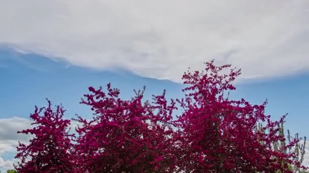 ラガーストロミア インディカの時間の経過やミルクルの木や雲が空を移動 — ストック動画