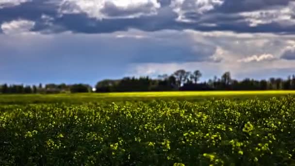 Clouds Farm Field Rapeseed Focus Flowers Defocused Cloudscape Time Lapse — Stock Video